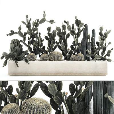 现代仙人掌绿植盆栽-01